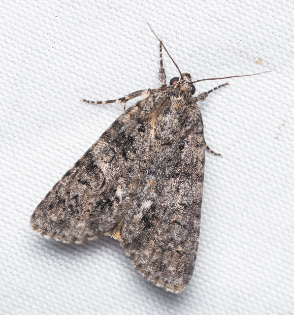 Acronicta rumicis - sóska-szigonyosbagoly