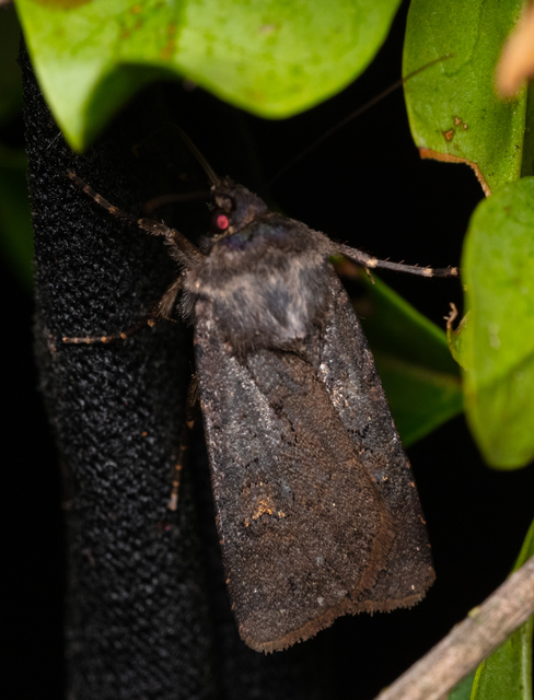 Euxoa nigricans - feketés földibagoly