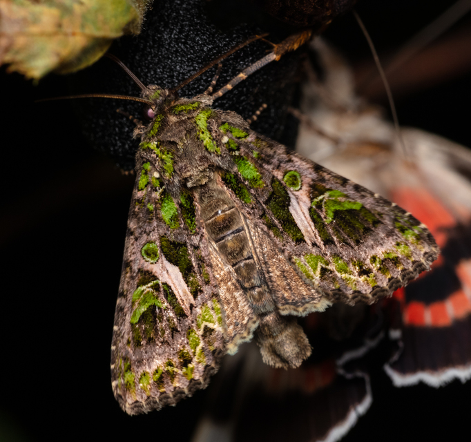 Trachea atriplicis - nyári zöldbagoly