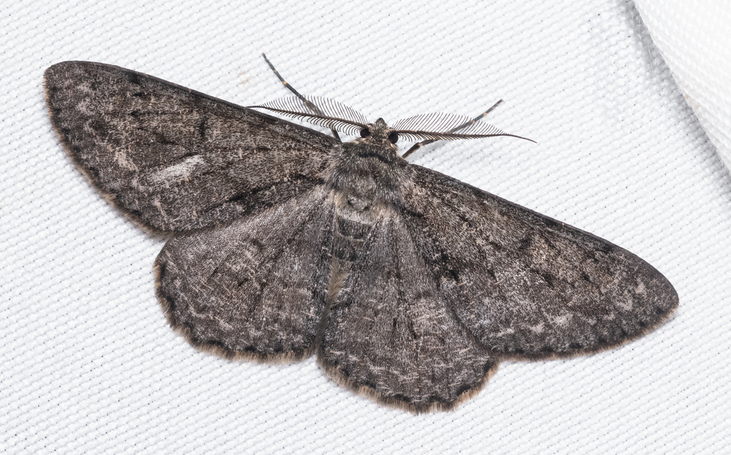 Hypomecis roboraria - nagy tölgyfaaraszoló