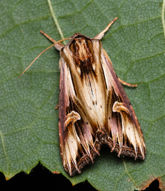 Actinotia polyodon - nagy sugarasbagoly