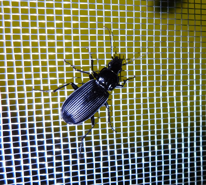 Pterostichus niger - komor gyászfutó