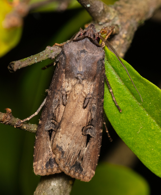 Agrotis ipsilon - nagy földibagoly
