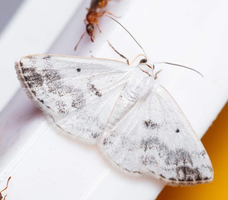 Lomographa temerata - foltos fehéraraszoló