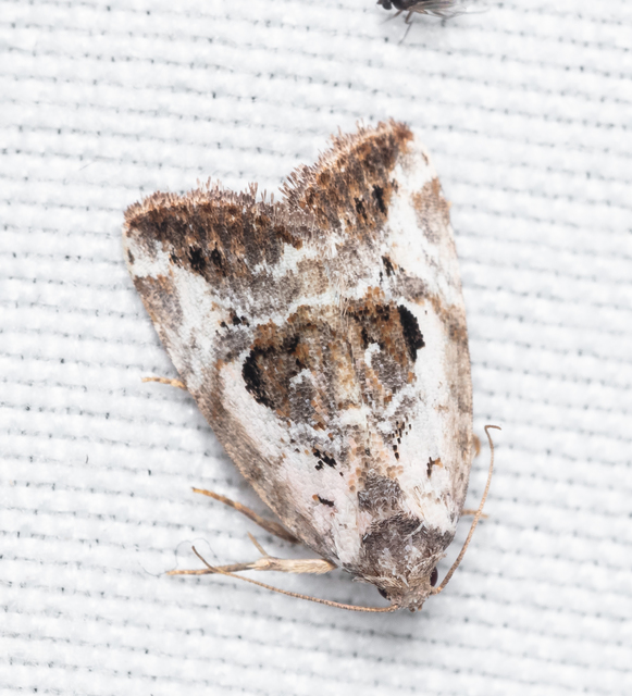 Hapalotis venustula - rózsaszínű mázasbagoly