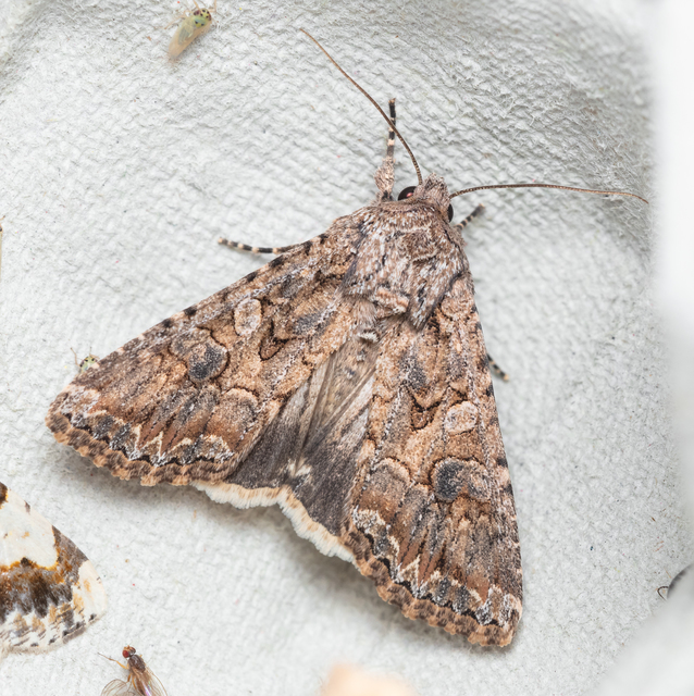 Hadula trifolii - lóherebagoly