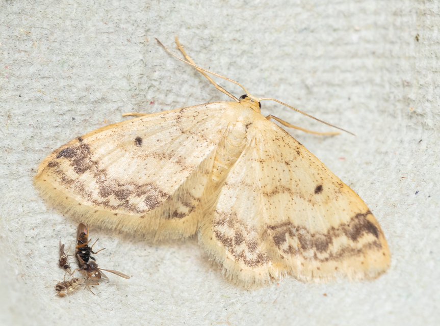 Idaea trigeminata - csúcsfoltos apróaraszoló