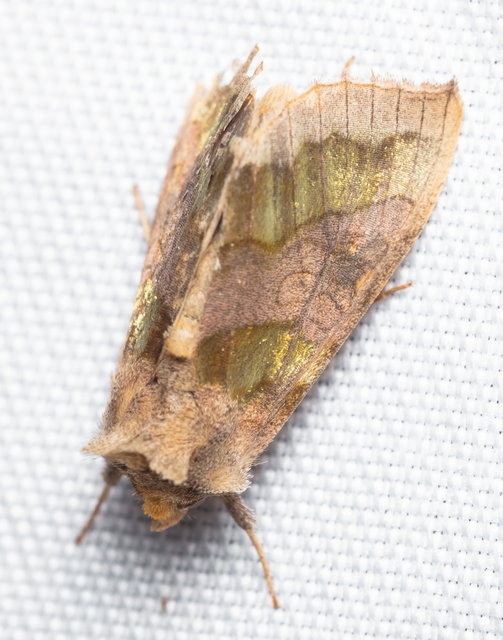Diachrysia chrysitis - aranybagoly