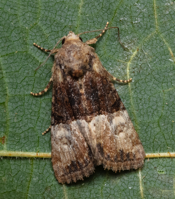 Mesoligia furuncula - kétszínű dudvabagoly