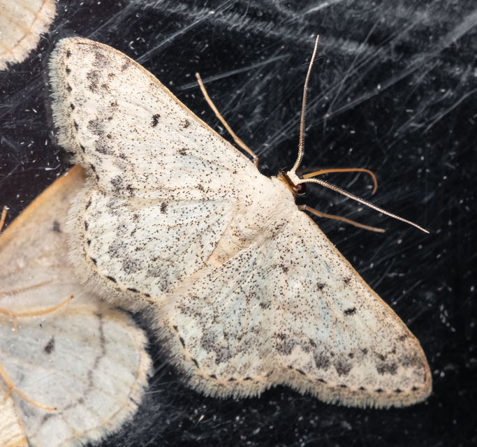 Scopula marginepunctata - pettyes sávosaraszoló