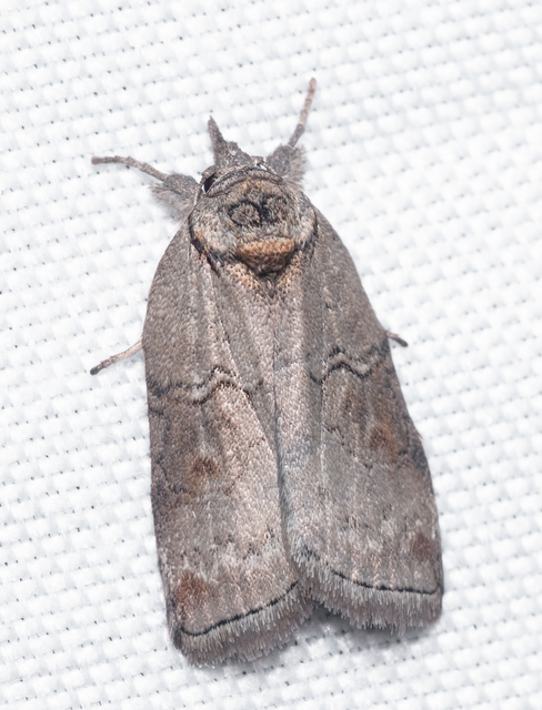 Nycteola asiatica - nyárfa-trapézbagoly
