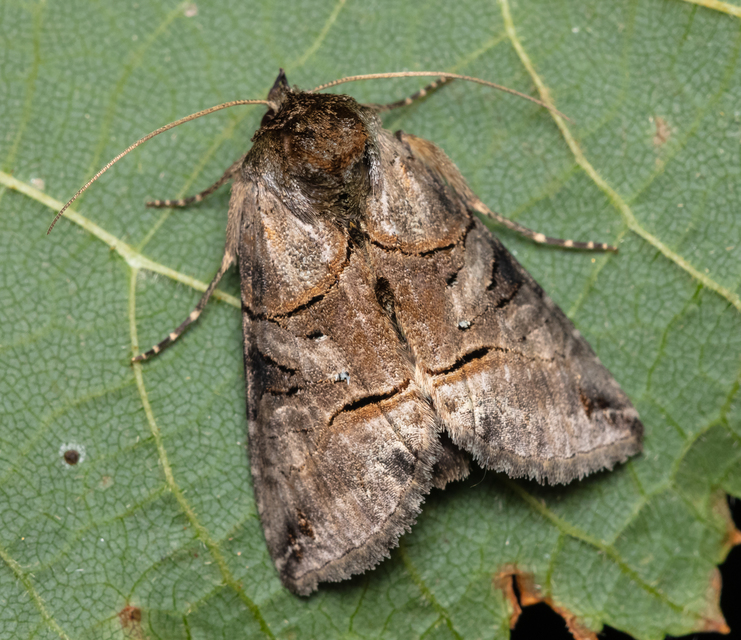 Abrostola tripartita - szürkeövű csalánbagoly