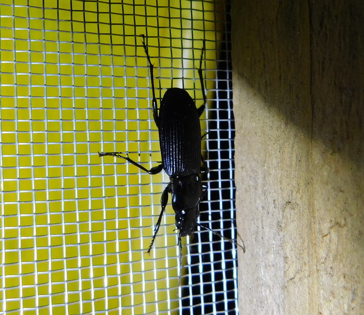 Pterostichus niger - komor gyászfutó