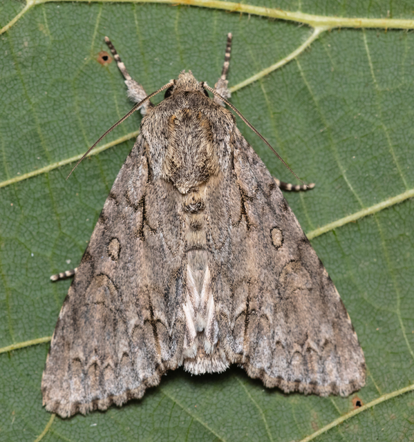 Acronicta aceris - vadgesztenye-szigonyosbagoly