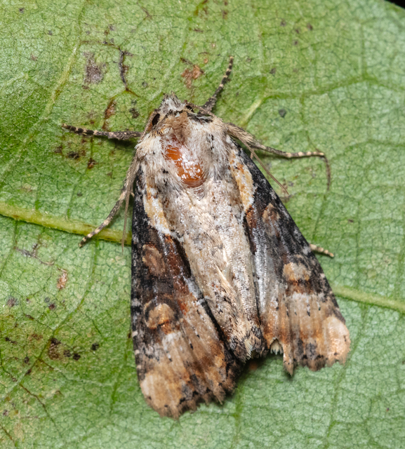 Lateroligia ophiogramma - harmatkása-dudvabagoly