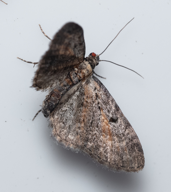 Eupithecia icterata - rozsdafoltos törpearaszoló