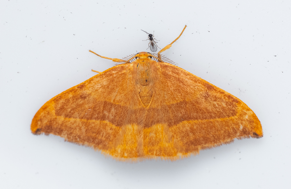 Watsonalla cultraria - bükkfa-sarlósszövő
