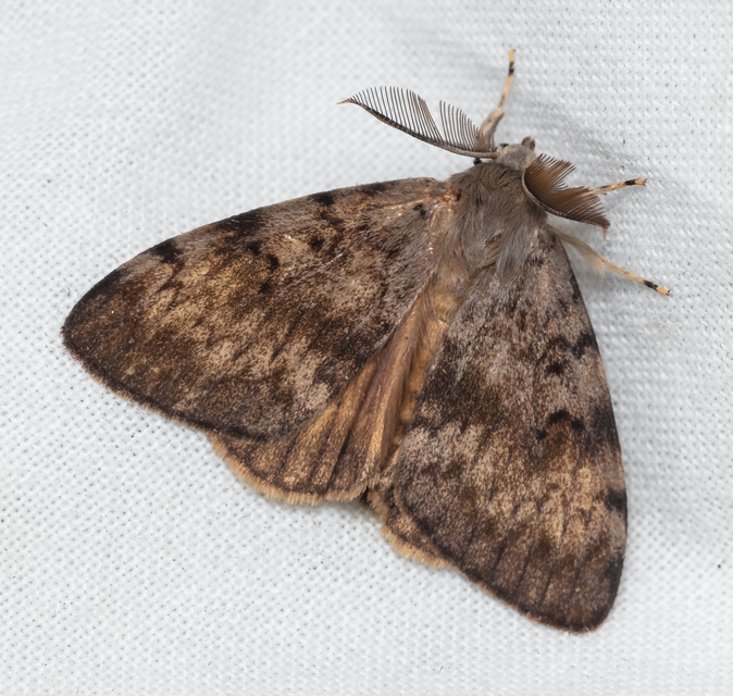 Lymantria dispar - gyapjaslepke