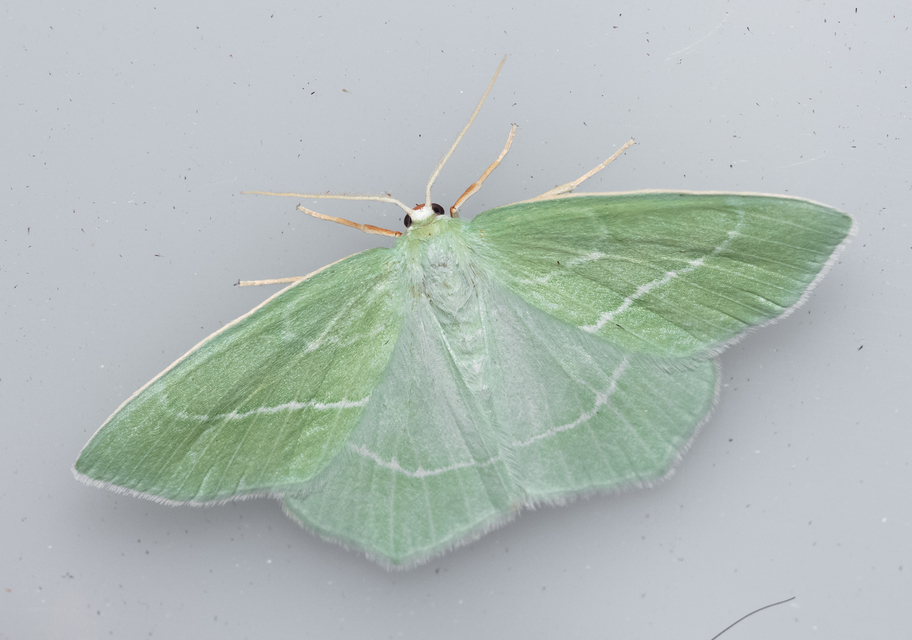 Hemistola chrysoprasaria - kékes zöldaraszoló
