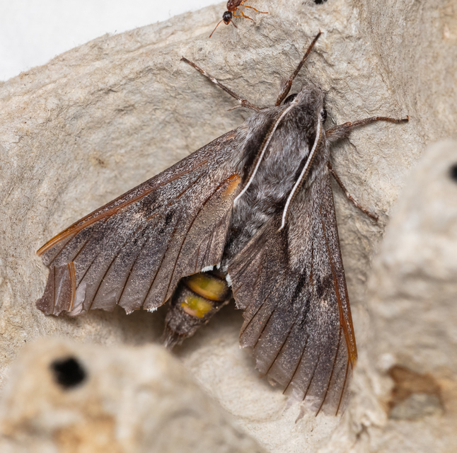 Hyloicus pinastri - fenyőszender