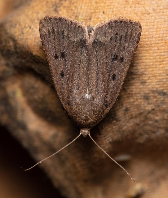 Amphipyra tragopoginis - bakszakállbagoly