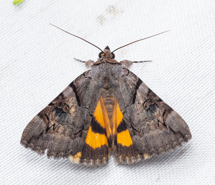 Catocala hymenaea - kökény-övesbagoly