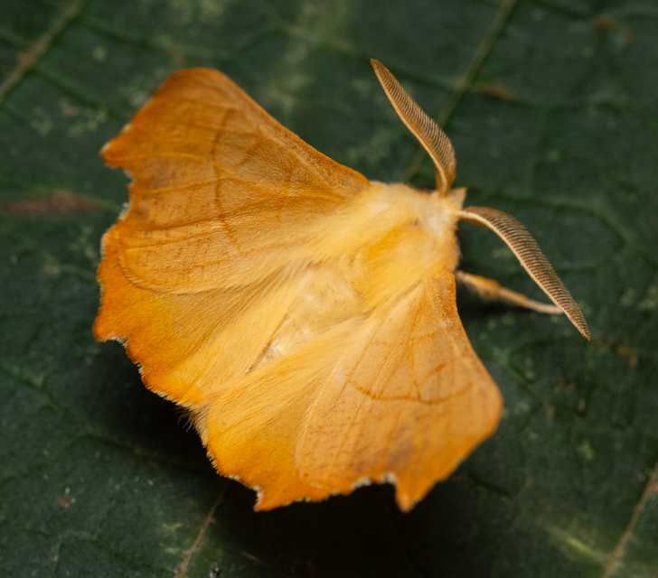 Ennomos fuscantaria - kőris-levélaraszoló