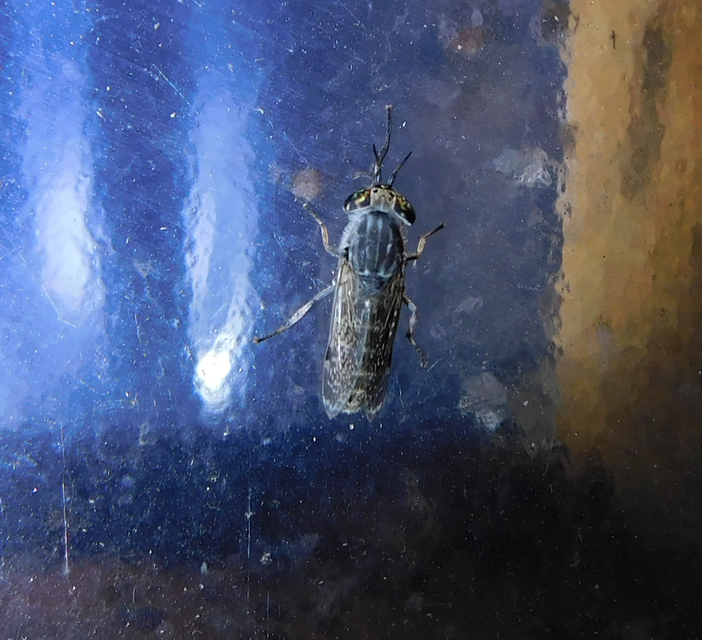 Haematopota
