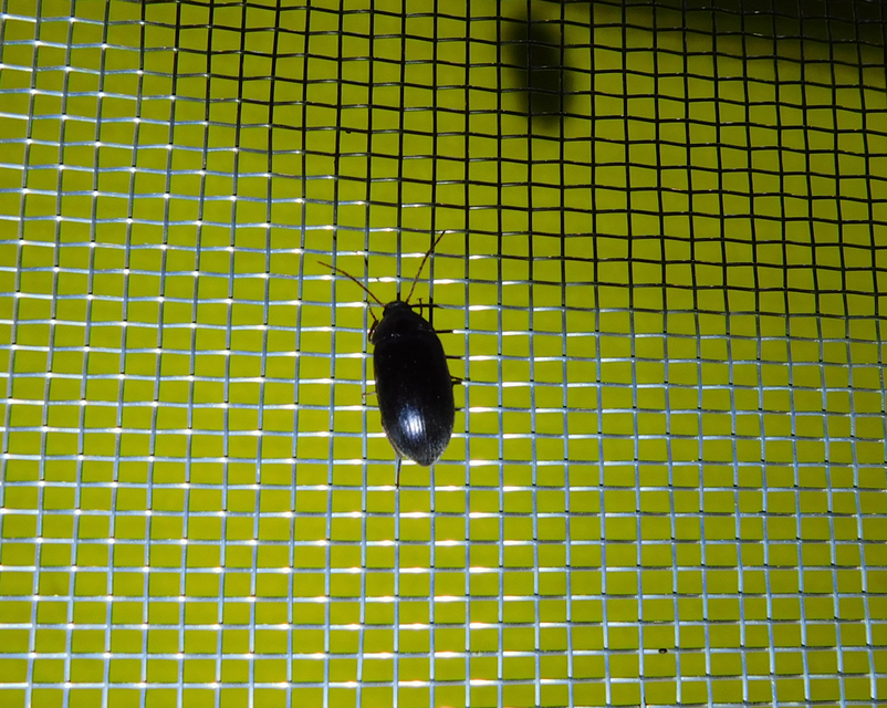 Hymenalia rufipes - rőtlábú alkonybogár