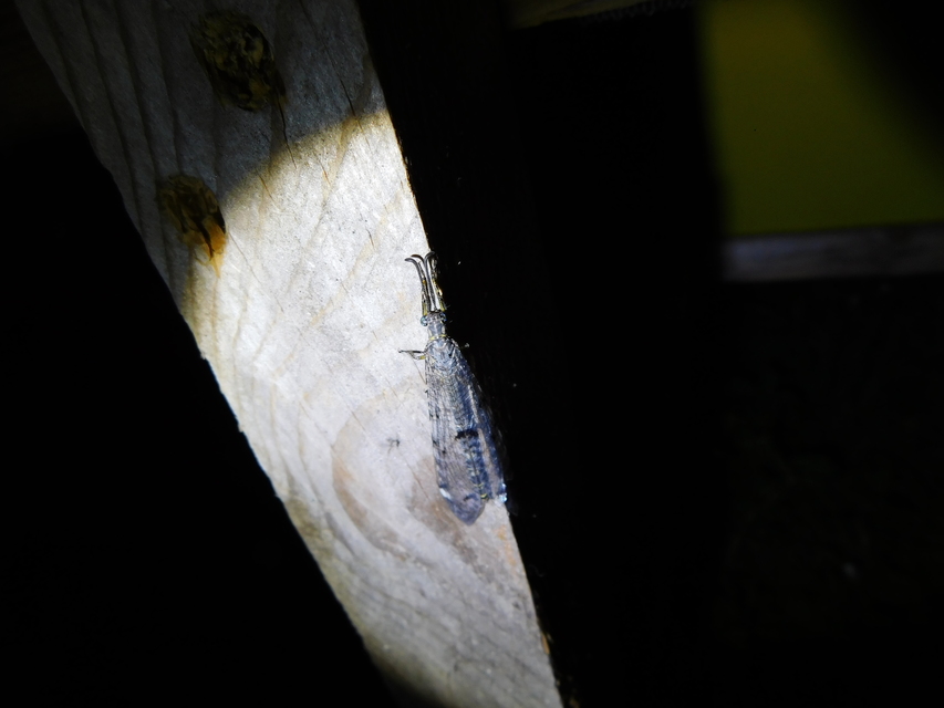 Distoleon tetragrammicus - négyfoltos hangyaleső