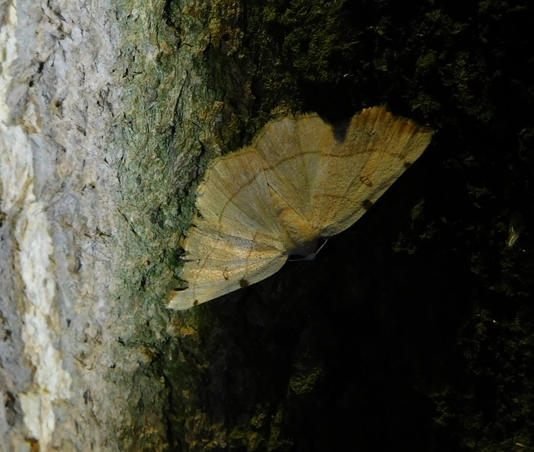 Eilicrinia trinotata - háromjegyű araszoló