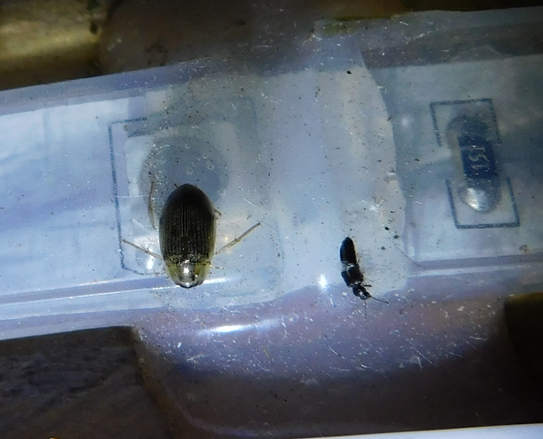 Berosus spinosus - széki szemescsibor Berosus spinosus - széki szemescsibor
