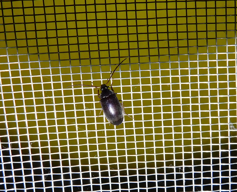Hymenalia rufipes - rőtlábú alkonybogár