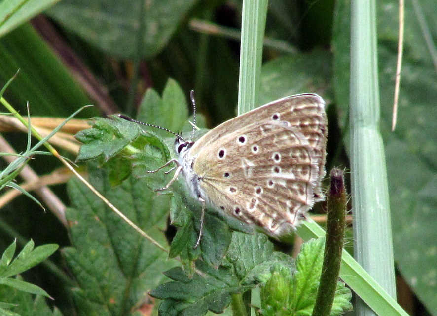 Polyommatus daphnis - csipkés boglárka
