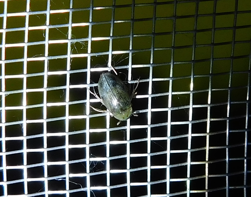 Berosus spinosus - széki szemescsibor Berosus spinosus - széki szemescsibor