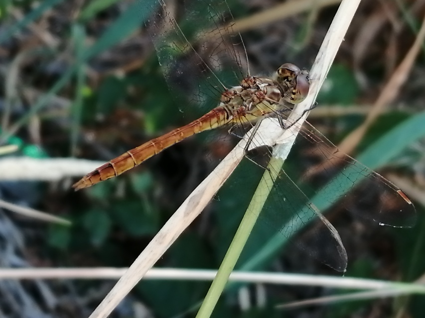 Sympetrum vulgatum - barkós katona-szitakötő