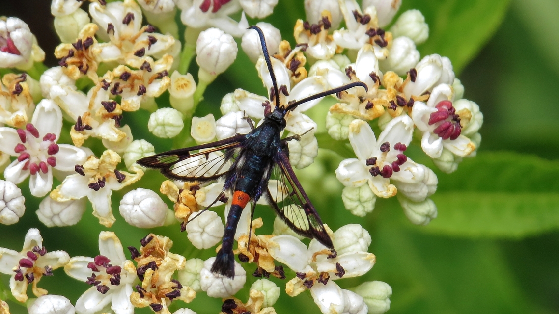 Synanthedon myopaeformis - almafaszitkár