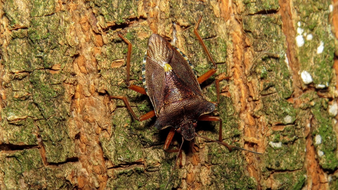 Pentatoma rufipes - vöröslábú címerespoloska Pentatoma rufipes - vöröslábú címerespoloska