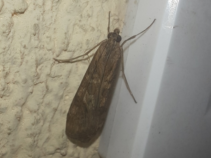 Nomophila noctuella - közönséges vándormoly
