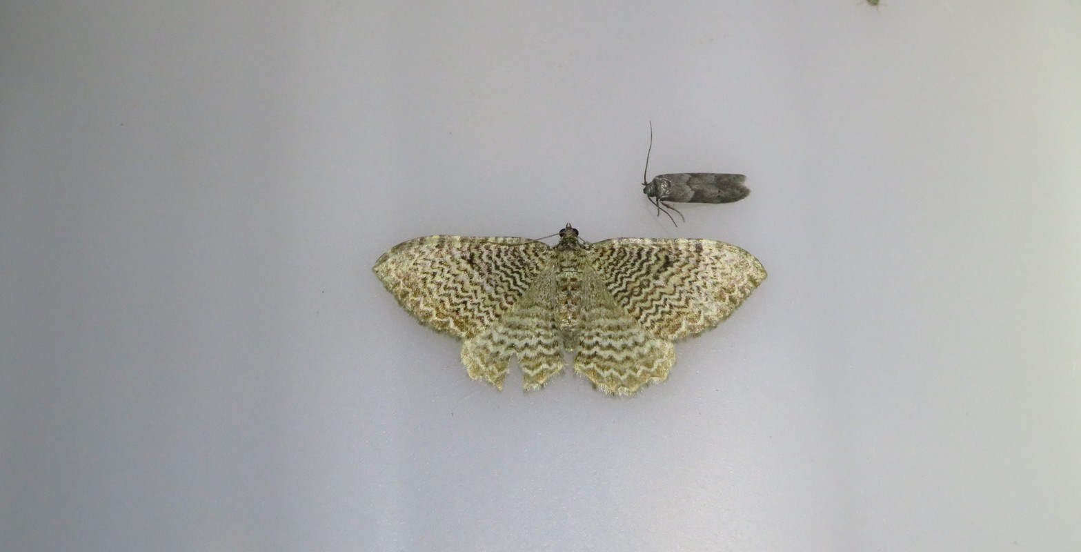 Hydria undulata - hullámvonalas araszoló