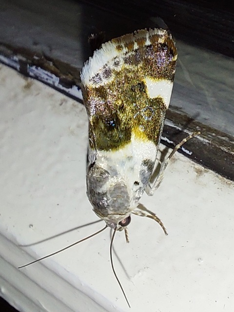 Acontia lucida - fehér nappalibagoly