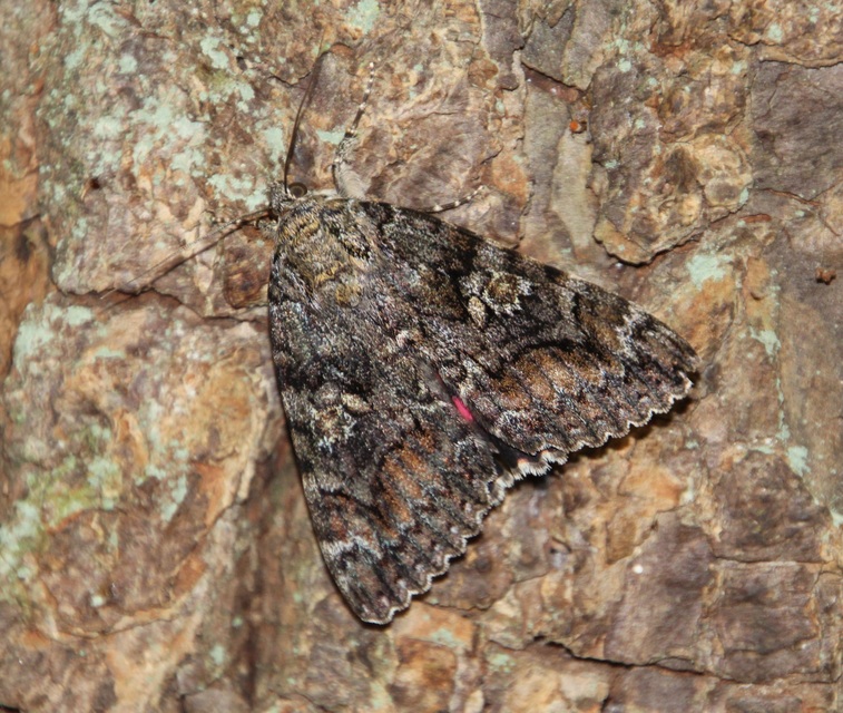 Catocala sponsa - tölgyfa-övesbagoly
