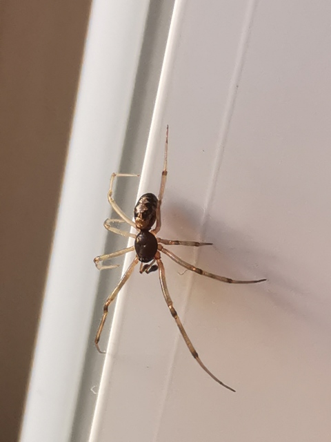 Steatoda triangulosa - háromszöges faggyúpók