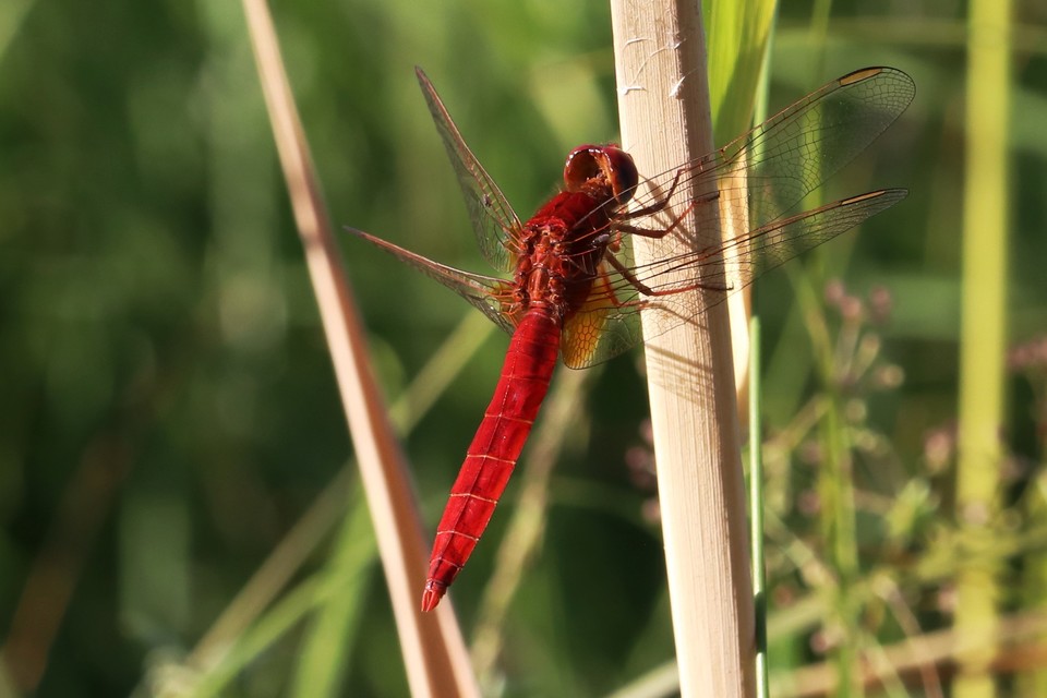 Crocothemis erythraea - skarlát szitakötő
