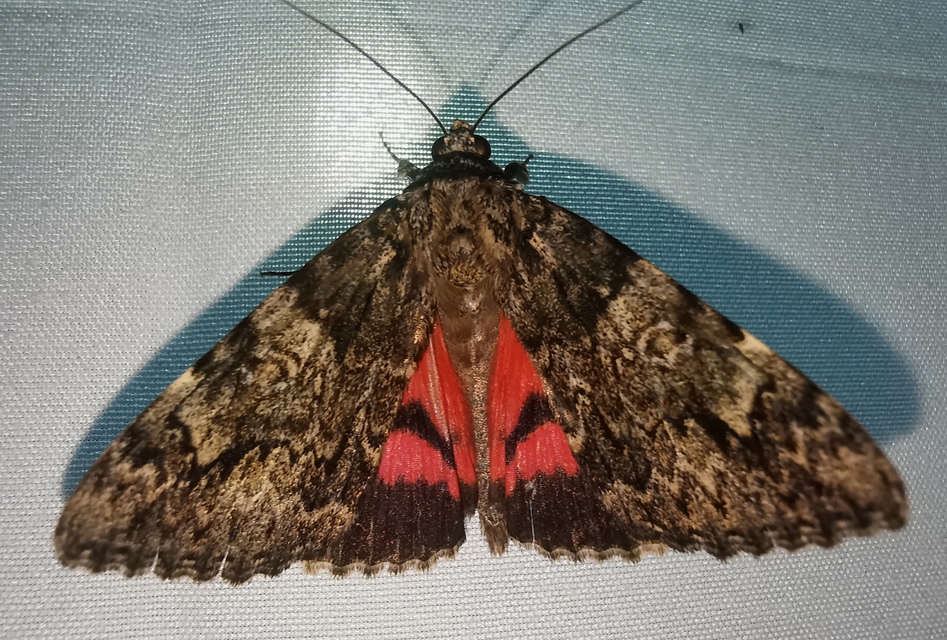 Catocala promissa - kis tölgyfa-övesbagoly