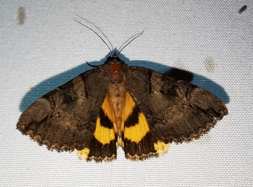 Catocala hymenaea - kökény-övesbagoly