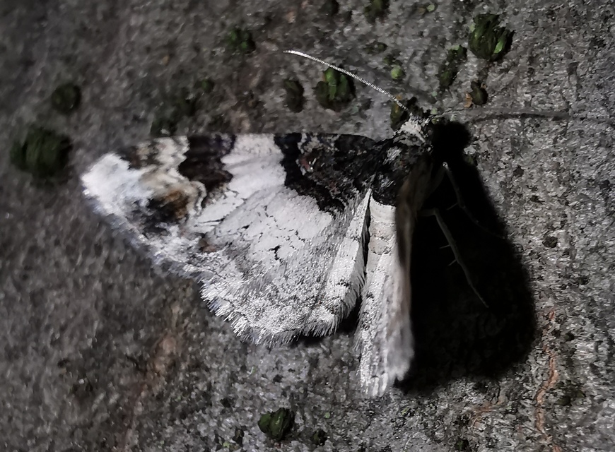 Catarhoe cuculata - csuklyás tarkaaraszoló