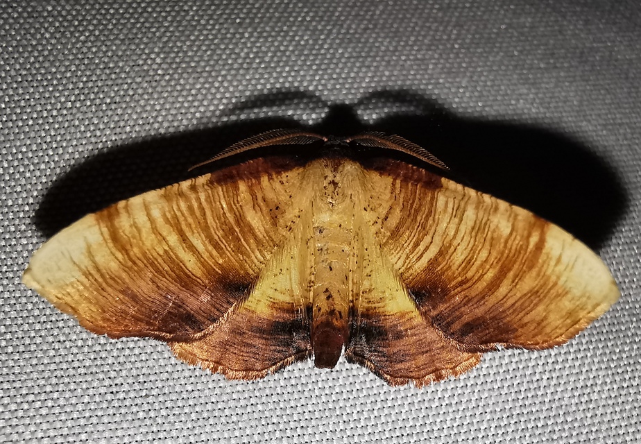 Plagodis dolabraria - baltaszárnyú araszoló