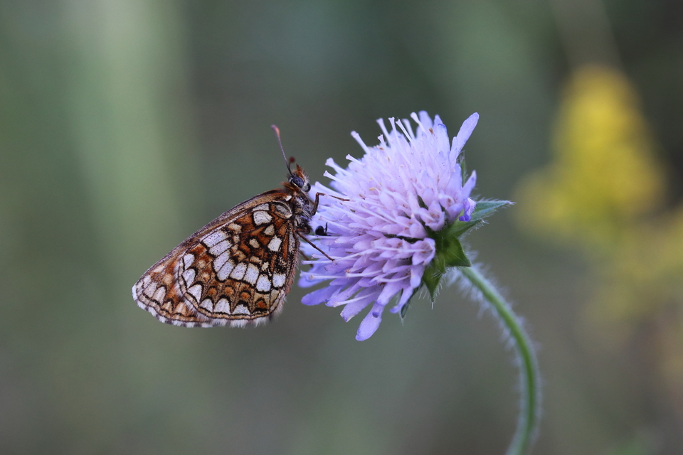 Melitaea aurelia - recés tarkalepke