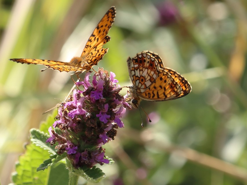 Boloria selene - fakó gyöngyházlepke